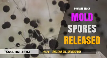 Understanding Black Mold: How and When Spores Are Released into Air