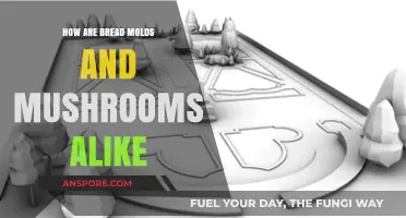 Bread Molds and Mushrooms: Similarities in Growth and Structure