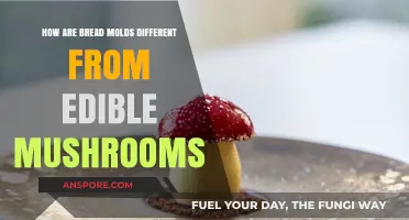Bread Molds vs. Edible Mushrooms: Key Differences Explained
