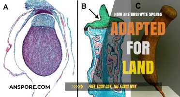 Bryophyte Spores: Unique Adaptations for Thriving on Land Explained
