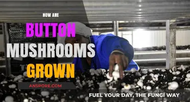 The Magic of Growing Button Mushrooms