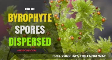 Unveiling the Secrets of Bryophyte Spore Dispersal Mechanisms