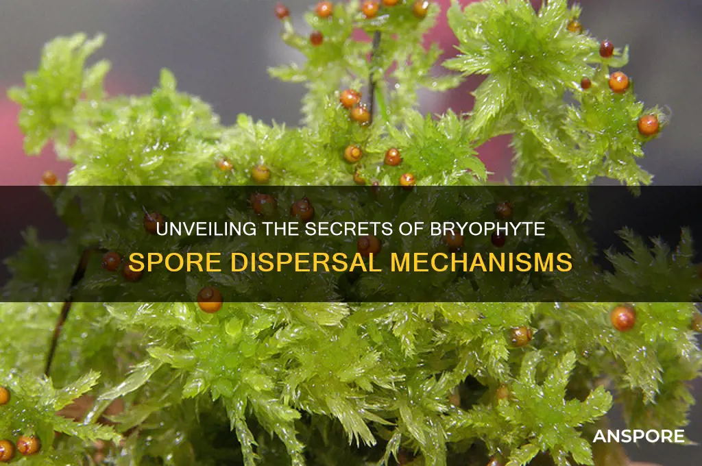 how are byrophyte spores dispersed