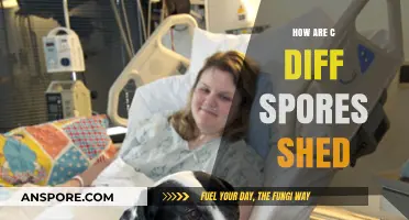 Understanding C. Diff Spore Shedding: Transmission, Risks, and Prevention