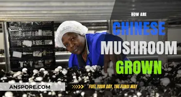 Chinese Mushrooms: The Art of Cultivation