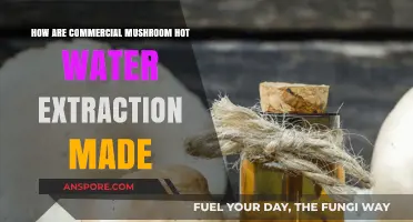 The Magic of Mushroom: Hot Water Extraction Process