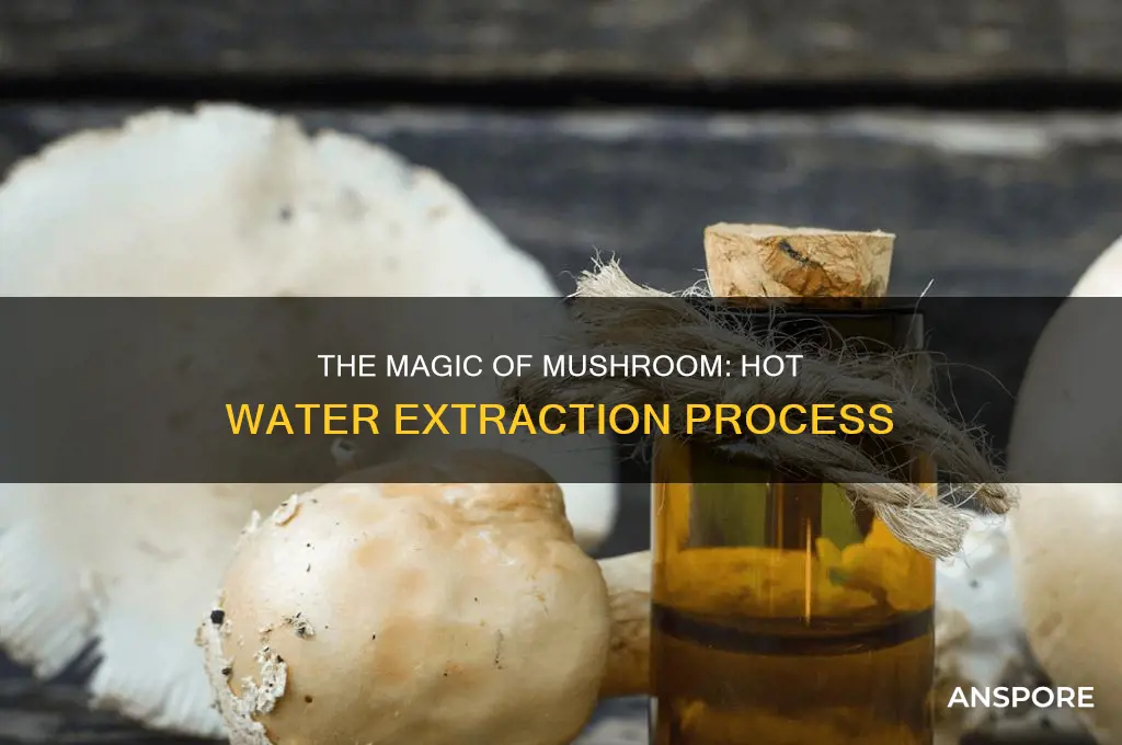 how are commercial mushroom hot water extraction made
