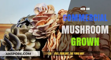 The Magic of Commercial Mushroom Cultivation