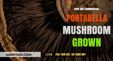 The Magic of Growing Portabella Mushrooms