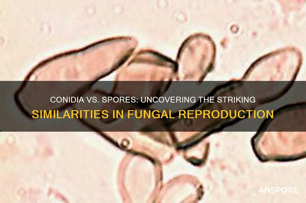 how are conidia and spores similar