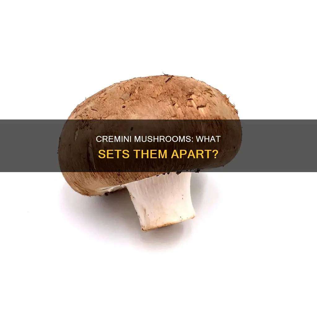 how are cremini mushrooms different