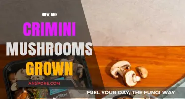 The Magic of Growing Crimini Mushrooms