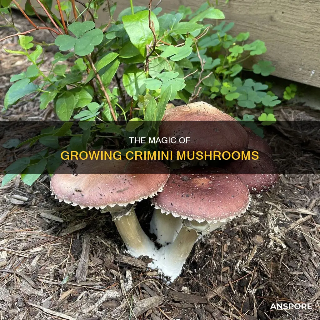 how are crimini mushrooms grown