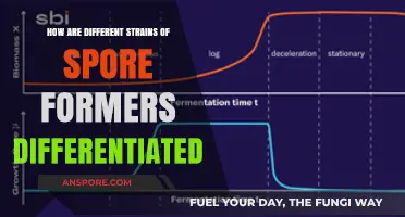 Differentiating Spore-Forming Strains: Techniques and Key Characteristics Explained
