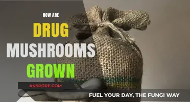 The Magic of Growing Psychedelic Mushrooms