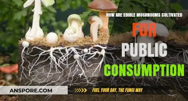 Cultivating Edible Mushrooms: A Guide to Sustainable Public Consumption