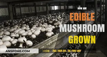 Cultivating Edible Mushrooms: A Step-by-Step Growing Guide