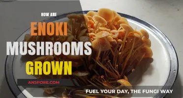 Enoki Mushrooms: The Art of Cultivation