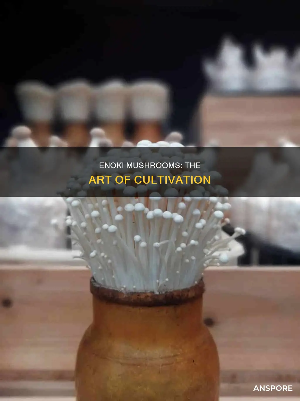 how are enoki mushrooms grown