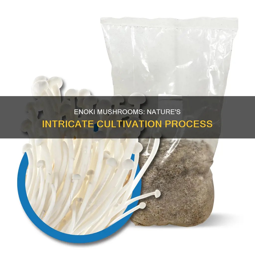 how are enoki mushrooms made