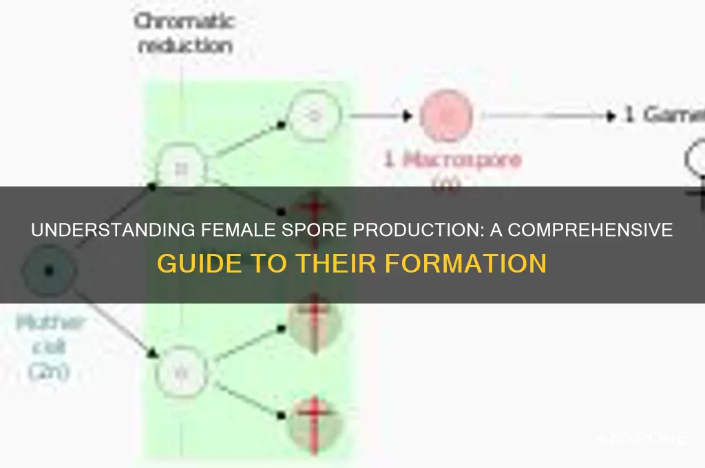 how are female spores produced