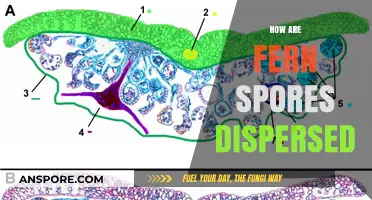 Unveiling Ferns' Secrets: How Spores Travel and Thrive in Nature