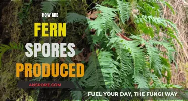 Unveiling the Fascinating Process of Fern Spore Production and Dispersal