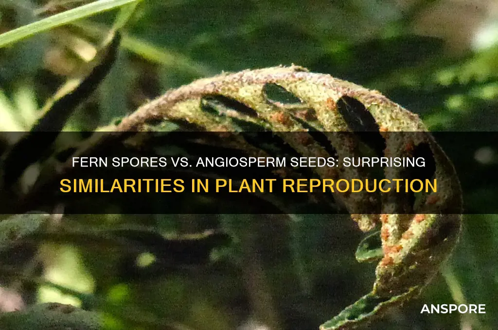 how are fern spores similar to angiosperm speeds