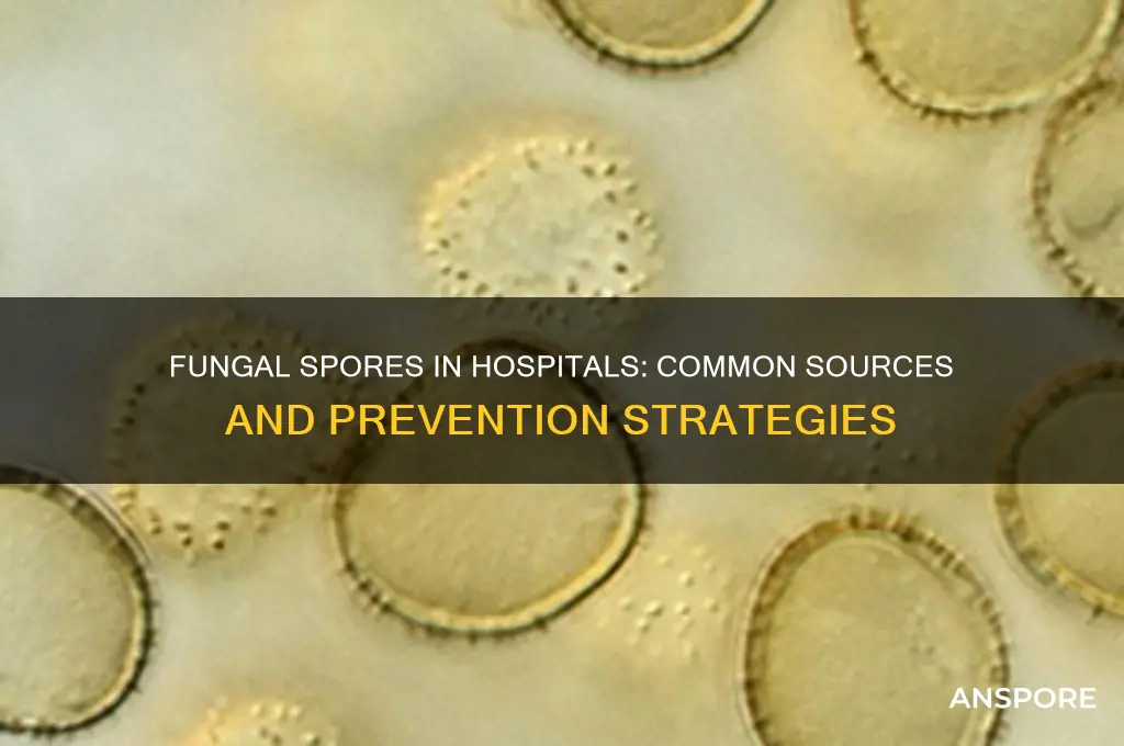 how are fungal spores common in hospital settings