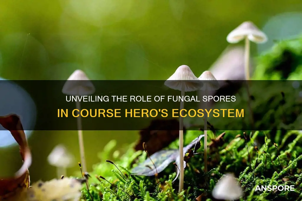 how are fungal spores course hero