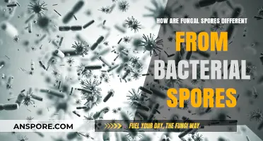 Fungal vs. Bacterial Spores: Key Differences and Unique Characteristics