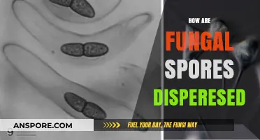 Exploring the Diverse Methods of Fungal Spore Dispersal in Nature