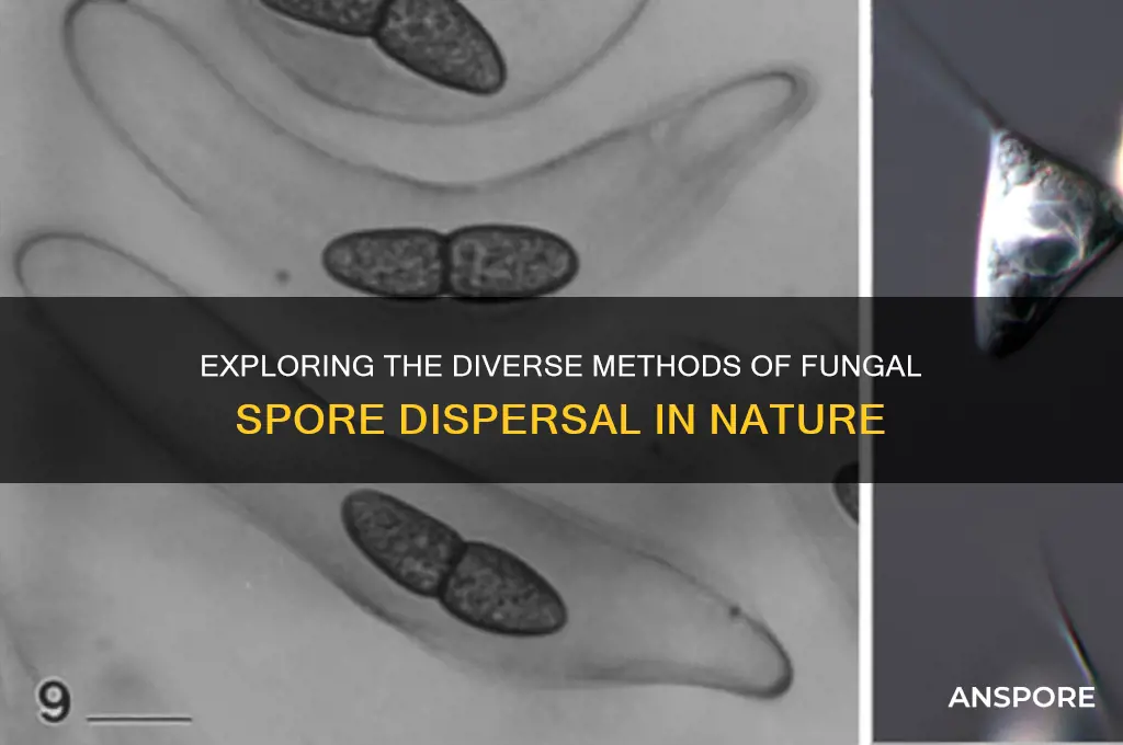 how are fungal spores disperesed