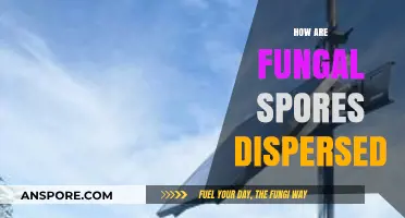 Unveiling the Secrets of Fungal Spore Dispersal Mechanisms