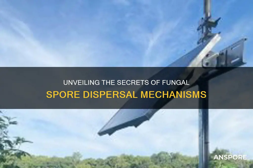 how are fungal spores dispersed