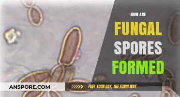 Understanding Fungal Spores: Formation, Development, and Dispersion Explained