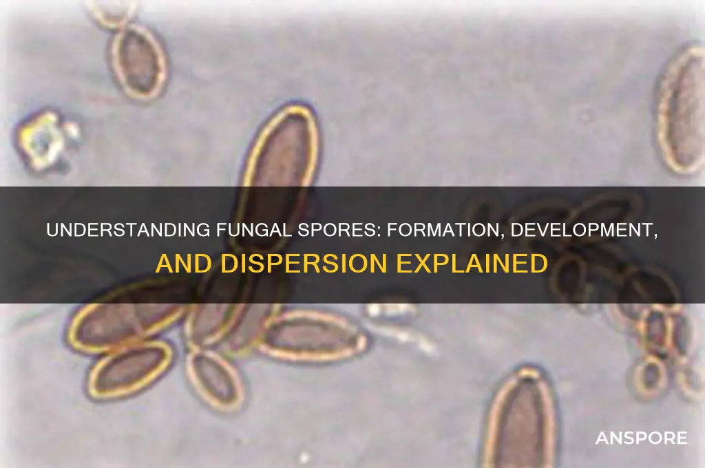 how are fungal spores formed