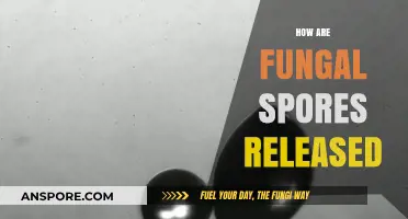 Unveiling the Mechanisms: How Fungal Spores Are Released into the Air