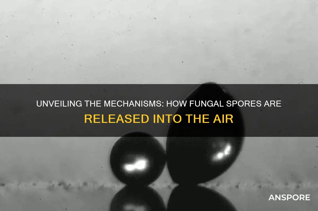 how are fungal spores released