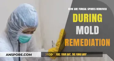 Effective Techniques for Removing Fungal Spores in Mold Remediation
