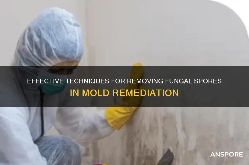 how are fungal spores removed during mold remediation