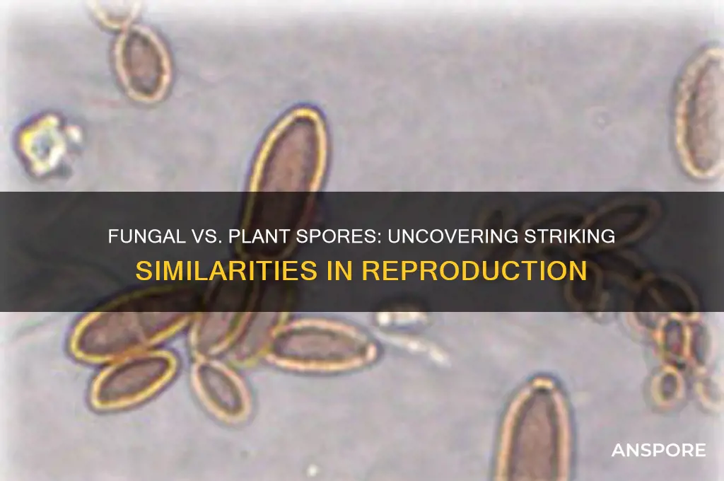 how are fungal spores similar to plant spores