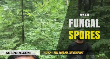 Understanding Fungal Spores: Formation, Dispersal, and Environmental Impact