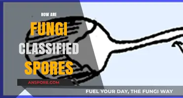 Understanding Fungal Classification: The Role of Spores in Taxonomy