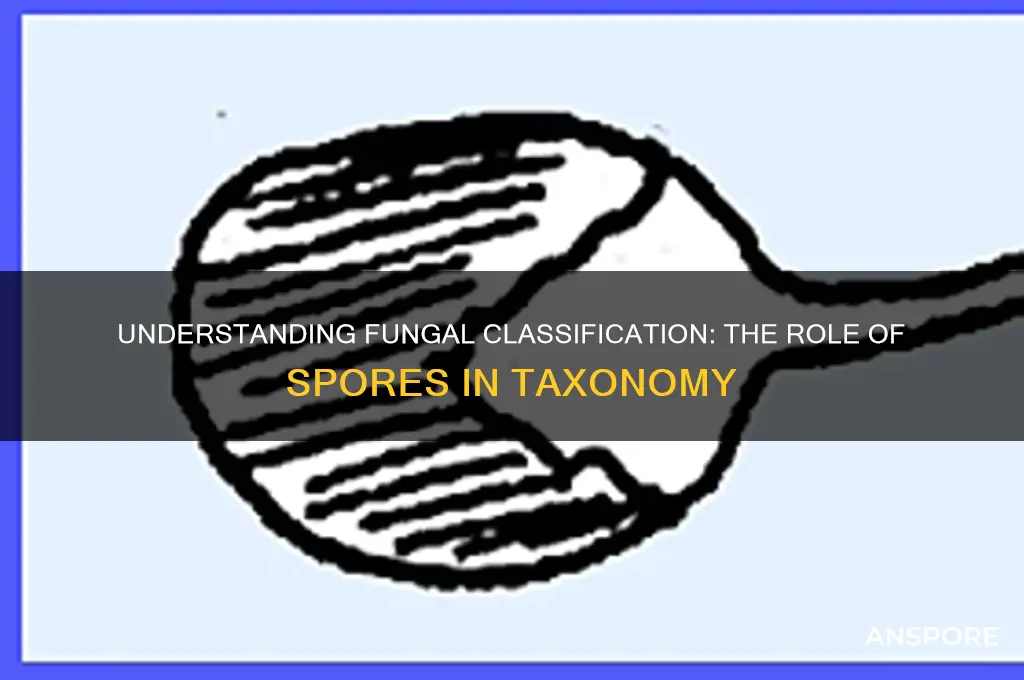 how are fungi classified spores