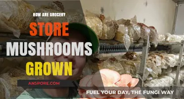 Mushroom Cultivation: Behind the Scenes at the Grocery Store