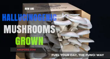 The Magic of Growing Hallucinogenic Mushrooms