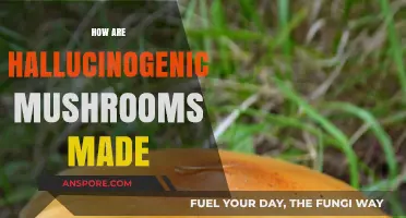 The Making of Hallucinogenic Mushrooms