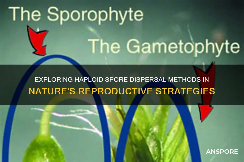 how are haploid spores dispersed
