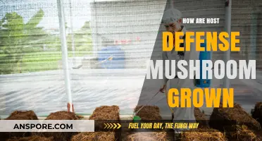 Host Defense Mushrooms: The Art of Cultivation